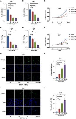 EGCG Inhibits Proliferation and Induces Apoptosis Through Downregulation of SIRT1 in Nasopharyngeal Carcinoma Cells